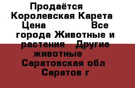 Продаётся!     Королевская Карета › Цена ­ 300 000 - Все города Животные и растения » Другие животные   . Саратовская обл.,Саратов г.